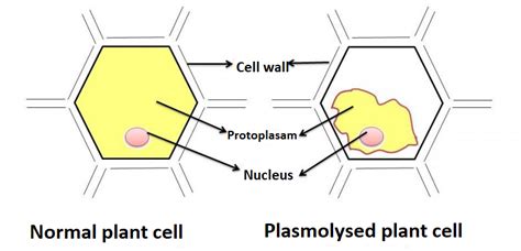 What is plasmolysis? Draw neat labelled diagrams of normal cells and plasmolysed cells.