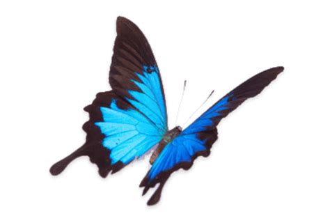 a blue and black butterfly flying in the air