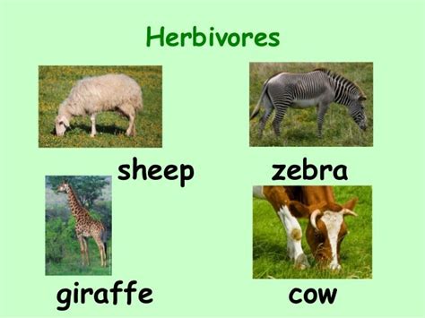 Carnivores herbivores omnivores with examples