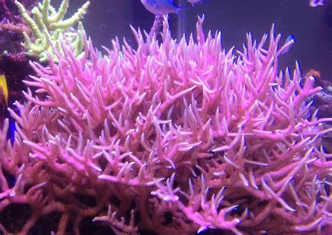 Is Pink Birdsnest losing color? What should I do? - Coral Forum - Nano-Reef Community