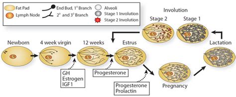 human biology - Mammary gland development and lactation - Biology Stack Exchange