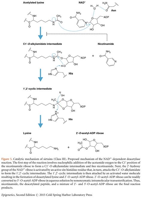 Erasers of Histone Acetylation: The Histone Deacetylase Enzymes