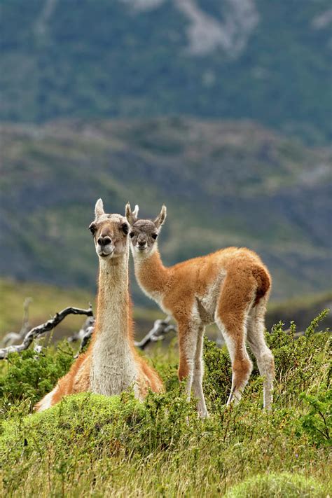 Guanaco And Baby, Andes Mountain Photograph by Adam Jones - Fine Art ...