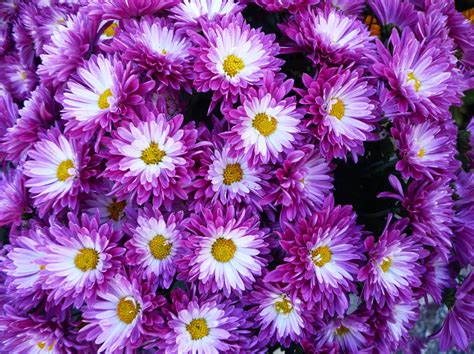 Download Purple Flower Flower Nature Chrysanthemum HD Wallpaper