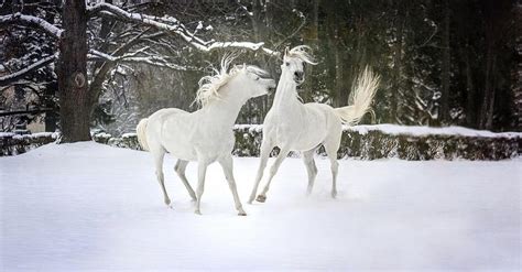 White horse in the snow Photograph by Bruce Matczak