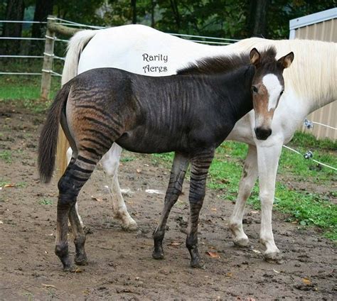 Pin by Mallory M on Zorses, Zonies, & Zonkeys | Zorse, Amazing animal ...