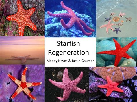 PPT - Starfish Regeneration PowerPoint Presentation, free download - ID ...