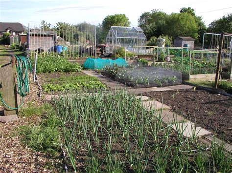 Allotment Garden: Tips for Growing Vegetables, Fruits, and Herbs