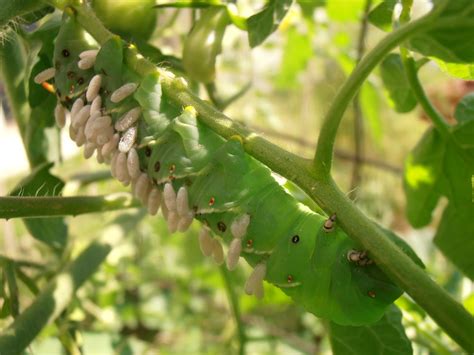 The Insect World: Manduca quinquemaculata: The Tomato Hornworm