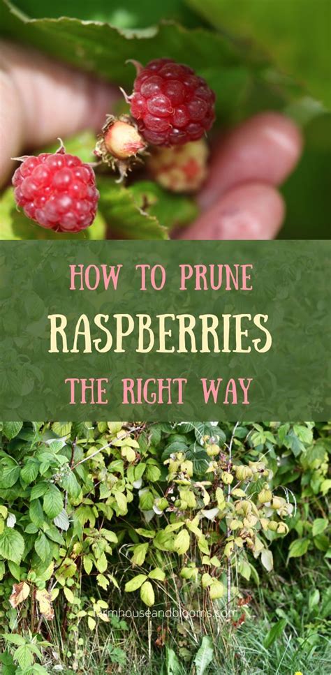 HOW TO PRUNE RASPBERRIES THE RIGHT WAY | Pruning raspberries, Raspberry plants, Raspberry