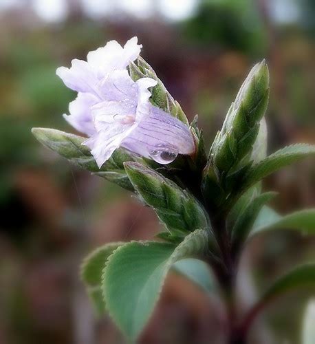 Flickriver: Neelakurinji Flowering 2006 pool