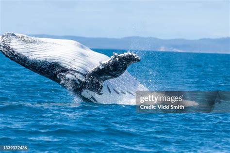 Blue Whale Breaching Photos and Premium High Res Pictures - Getty Images