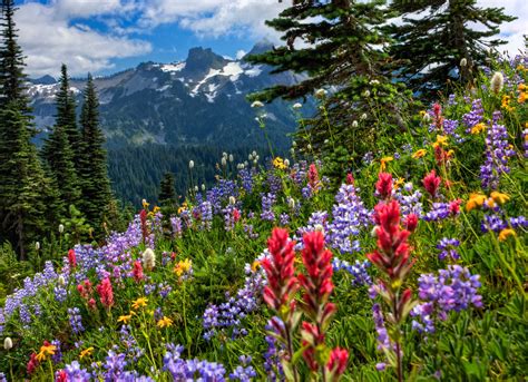 Mount Rainier National Park mountains meadow flowers wallpaper | 2048x1482 | 136116 | WallpaperUP