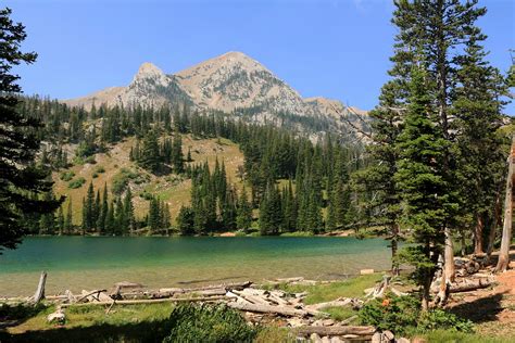 Logging Plan on Yellowstone's Border Shows Limits of Biden Greenhouse ...