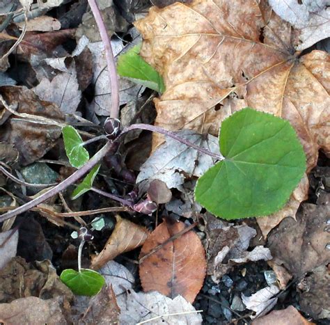 Lone Coltsfoot Volunteers in the Lane – wildeherb.com