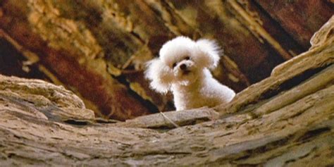 16+ Most Memorable Dogs in Horror Movies – Creepy Catalog