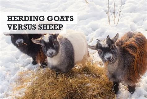 Can Goats Be Herded Like Sheep? (Versus & Dogs)