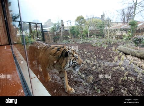 New Tiger enclosure at London Zoo. Jae Jae looks at his new home as the ...