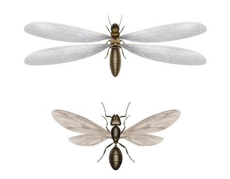 What Do Flying Termites Look Like? - Massey Services, Inc.