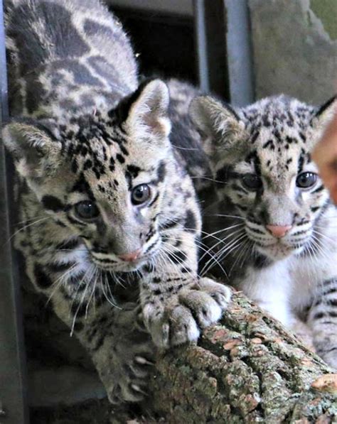 Clouded Leopard Cubs Climb to New Heights - ZooBorns