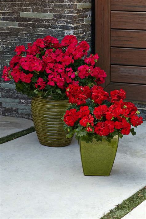 Boldly® Dark Red Geranium (Pelargonium) | Red geraniums, Container flowers, Geraniums