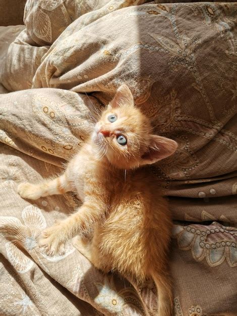 Premium Photo | High angle portrait of cat relaxing on bed