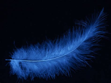 🔥 [42+] Feather Wallpapers | WallpaperSafari