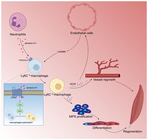 Macrophages play a key role in tissue repair and regeneration [PeerJ]