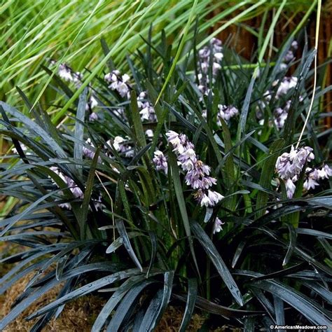 Black Mondo Grass Plant For Shade Fairy Garden Plant Sale | Etsy | Fairy garden plants, Black ...