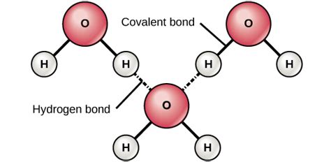 Why Life Depends on Water | Biology for Non-Majors I