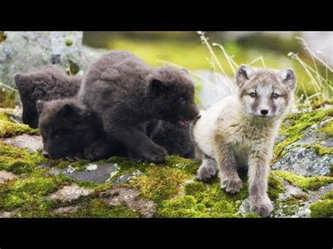 Arctic Fox Cubs Emerge from the Den | First Year on Earth | BBC Earth ...