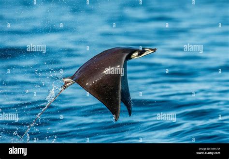 Mobula ray jumping out of the water. Mobula munkiana, known as the ...