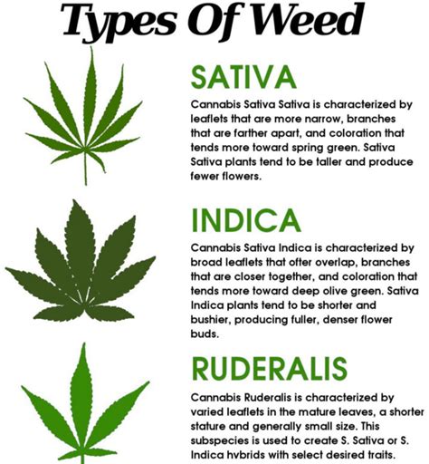 What Is Cannabis Ruderalis?