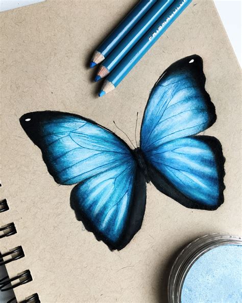 Blue Butterfly Color Pencil Drawing