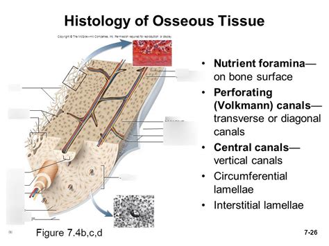 histology of osseous tissue pt 2 Diagram | Quizlet