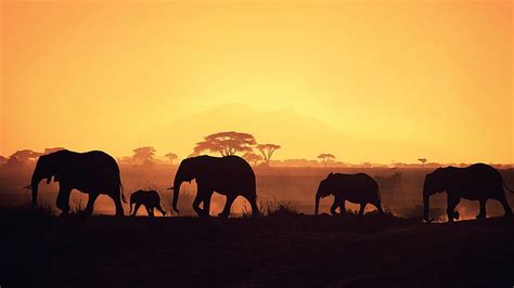 HD wallpaper: african sunrise elephants | Wallpaper Flare