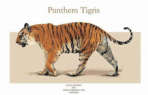 ArtStation - Panthera Tigris Diagrams