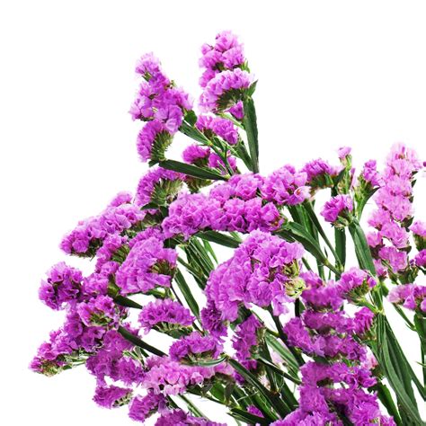 Carmine Statice seeds - Limonium sinuatum - 105 seeds – Garden Seeds Market | Free shipping