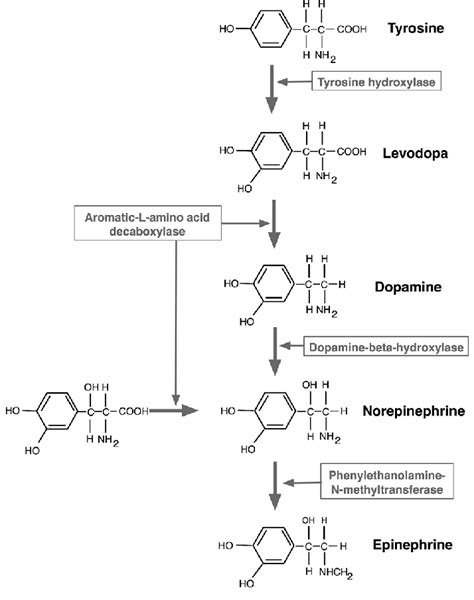 Norepinephrine Signaling Pathway