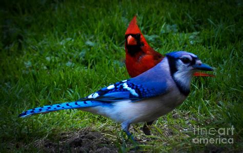 Blue Jay And The Cardinal by Carol A Commins