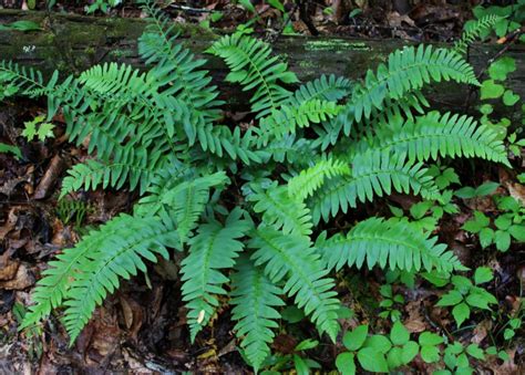 Polystichum acrostichoides - Christmas Fern - Baker Environmental Nursery