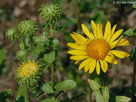 Grindelia squarrosa (Gumweed): Minnesota Wildflowers