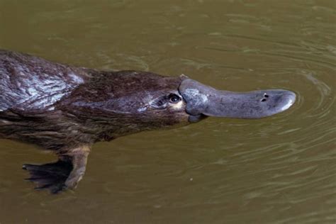 Do Platypus Make Great Pets? Legality, Ethics & More | Pet Keen