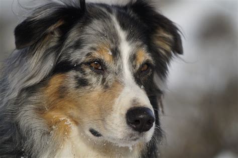 Australian Shepherd Great Pyrenees Mix - HubPages