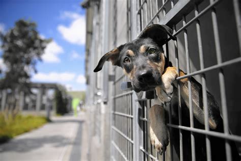 Animal shelters improving, officials say, but activists call conditions ...