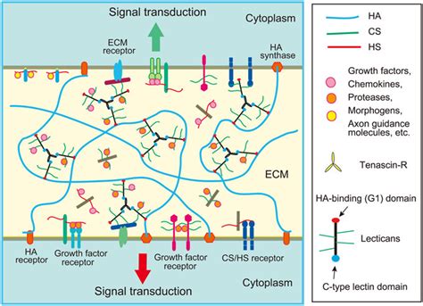 Schematic structure of extracellular matrix (ECM) in the brain. The ECM... | Download Scientific ...