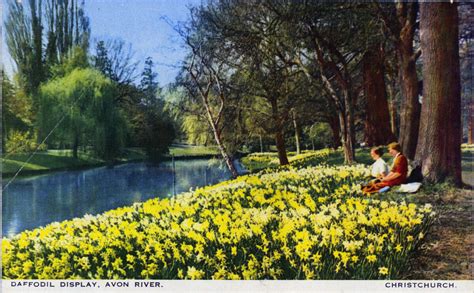 Daffodil Display, Avon River. Christchurch. | discoverywall.nz
