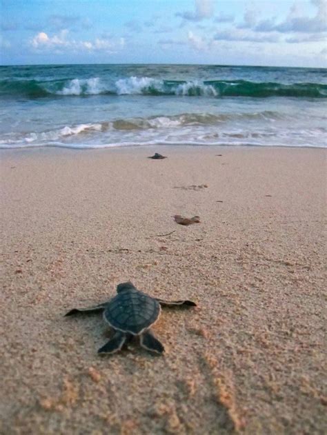 Baby Sea Turtle - Almost There | Baby sea turtles, Baby turtles, Sea turtle wallpaper