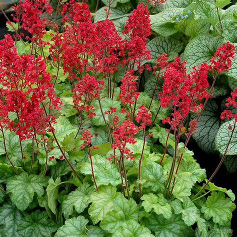 Heuchera 'Tokyo' from the Chelsea Flowers Show Gold medal winning nursery Plantagogo.