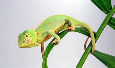 Baby Chameleon: 7 Care Tips & Facts You Need to Know